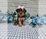 Small #3 Yorkshire Terrier