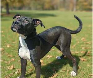 Lucy 26/569 - Female Labrador Retriever-Unknown Mix Dog for Adoption