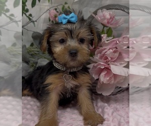 Shorkie Tzu Puppy for sale in SELLERSBURG, IN, USA