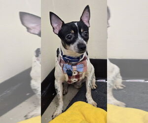 Rat-Cha Dogs for adoption in Mundelein, IL, USA
