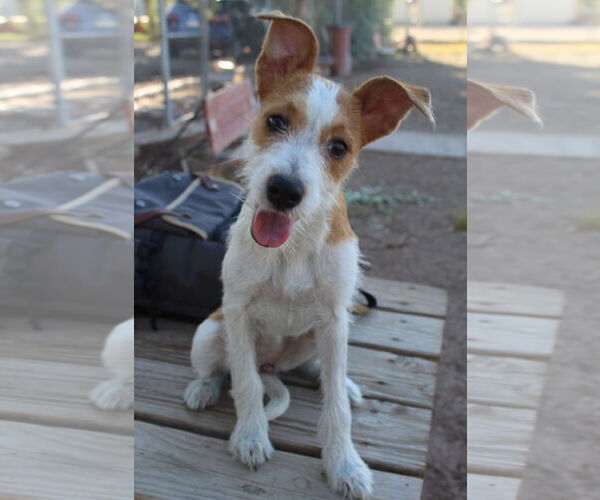 Medium Photo #1 Jack Russell Terrier-Unknown Mix Puppy For Sale in El Centro, CA, USA