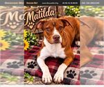 Matilda - Female American Staffordshire Terrier Dog for Adoption - Small photo