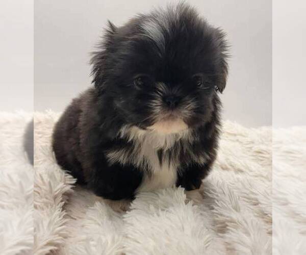 Medium Photo #1 Shih Tzu Puppy For Sale in BRANDON, FL, USA