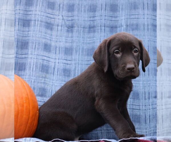 Medium Photo #4 Labrador Retriever Puppy For Sale in ELLIOTTSBURG, PA, USA