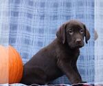 Small #3 Labrador Retriever