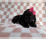 Small #2 Cocker Spaniel