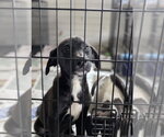 Small Photo #2 Collie-Labrador Retriever Mix Puppy For Sale in SHERBURNE, NY, USA