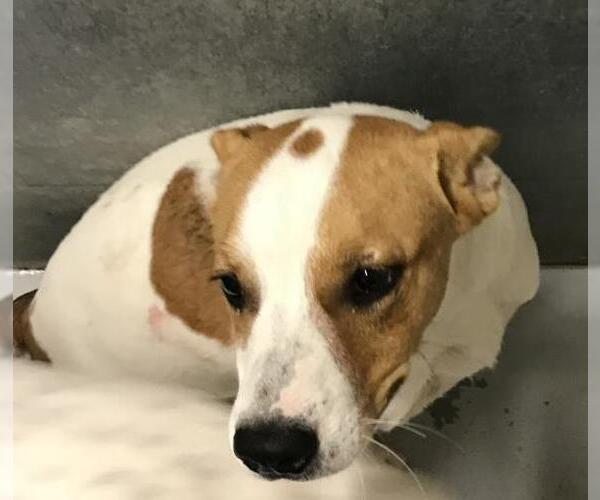 Medium Photo #1 Lab-Pointer Puppy For Sale in Conroe, TX, USA