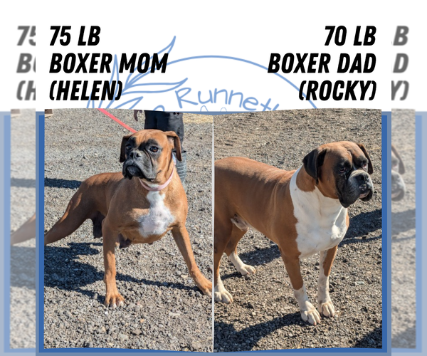 Medium Photo #6 Boxer Puppy For Sale in GOSHEN, IN, USA