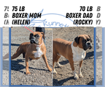 Small Photo #68 Boxer Puppy For Sale in GOSHEN, IN, USA