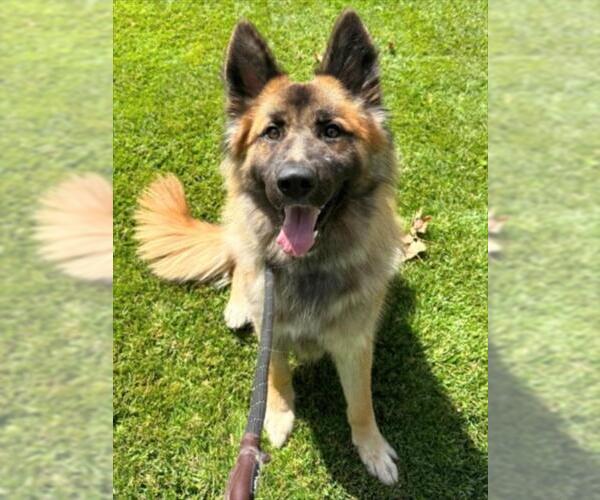 Medium Photo #2 German Shepherd Dog-Unknown Mix Puppy For Sale in Woodland, CA, USA