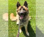Small #1 German Shepherd Dog Mix