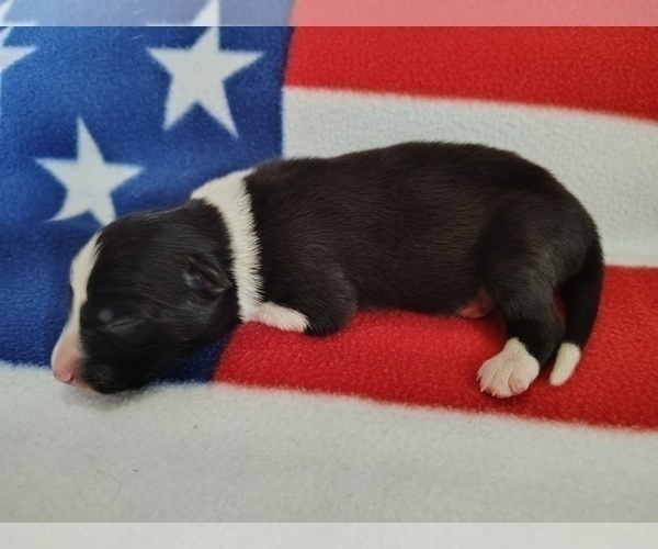 Medium Photo #101 Border Collie Puppy For Sale in NORBORNE, MO, USA