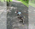Small #8 American Pit Bull Terrier Mix