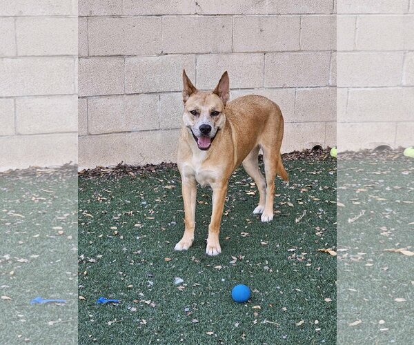 Medium Photo #25 Akita-Unknown Mix Puppy For Sale in Rockwall, TX, USA