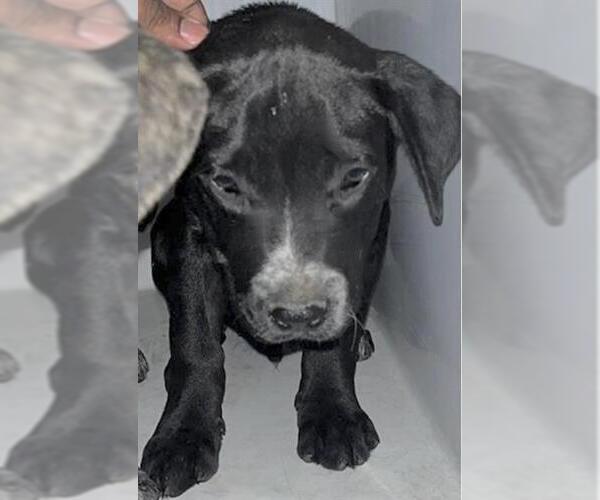 Medium Photo #1 Labrador Retriever Puppy For Sale in Houston, TX, USA