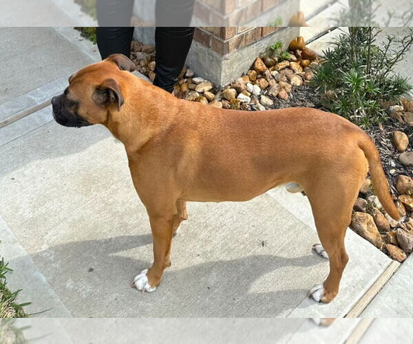 Medium Photo #2 Boxer Puppy For Sale in Austin, TX, USA