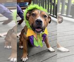 Small #33 American Pit Bull Terrier Mix