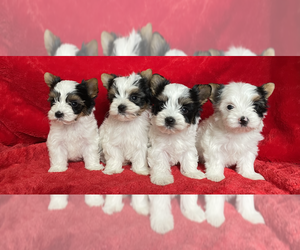 Biewer Terrier Puppy for sale in PORTLAND, OR, USA