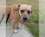 Small #1 Labrador Retriever Mix