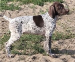 Small Photo #5 German Shorthaired Pointer Puppy For Sale in NEWPORT, NE, USA