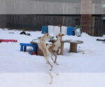 Small #15 Saluki-Whippet Mix