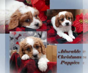 Cavapoo Litter for sale in LUBLIN, WI, USA
