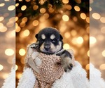 Small #6 Siberian Husky Mix