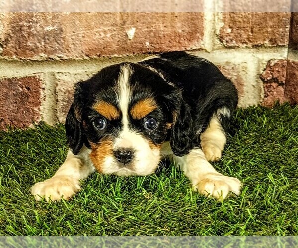 Medium Photo #2 Cavalier King Charles Spaniel Puppy For Sale in MOBERLY, MO, USA