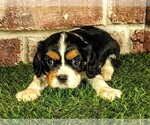 Small #1 Cavalier King Charles Spaniel
