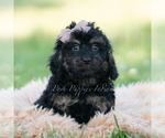 Small #3 Goldendoodle (Miniature)