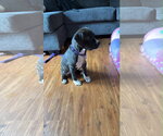 Small #6 American Staffordshire Terrier-Staffordshire Bull Terrier Mix