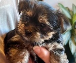 Puppy Puppy 1 Yorkshire Terrier