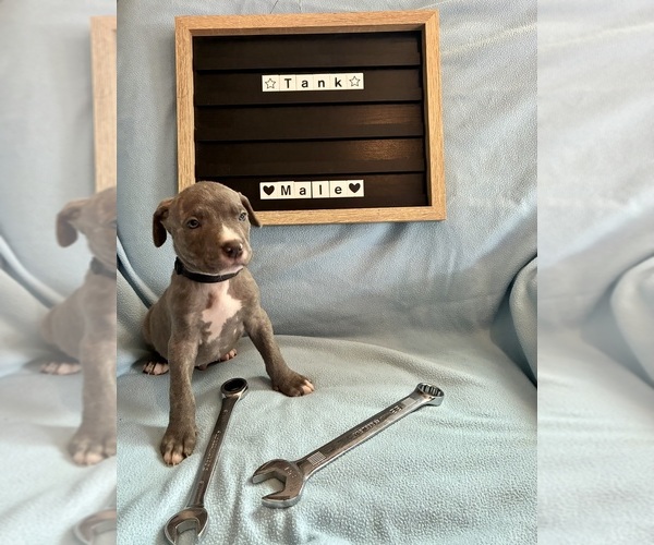 Medium Photo #10 Cane Corso Puppy For Sale in FRANKLIN PARK, IL, USA