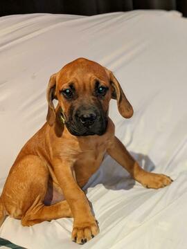 Medium Photo #2 American Mastiff Puppy For Sale in AKRON, OH, USA