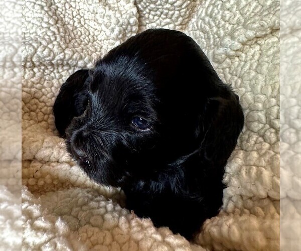 Medium Photo #6 Cavapoo Puppy For Sale in GOLDEN, CO, USA