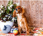 Small #3 Cavalier King Charles Spaniel