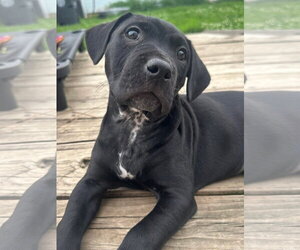 American Pit Bull Terrier-Unknown Mix Dogs for adoption in Germantown, OH, USA