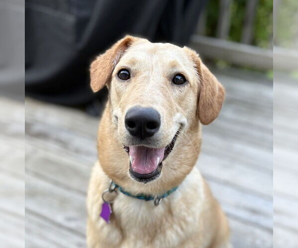 Medium Photo #1 Retriever -Unknown Mix Puppy For Sale in Mundelein, IL, USA