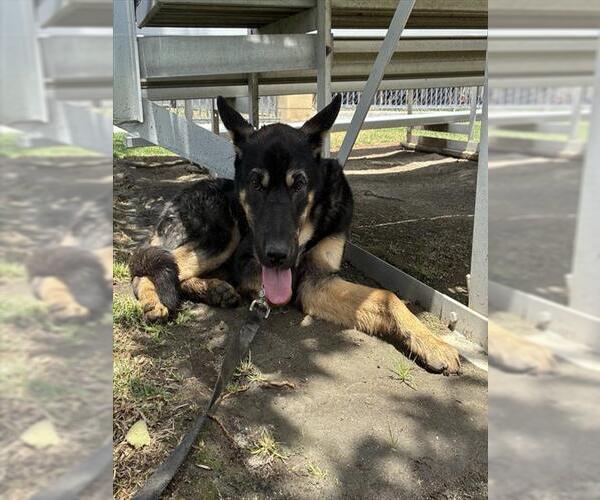 Medium Photo #2 German Shepherd Dog Puppy For Sale in Riverside, CA, USA