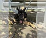 Small #1 German Shepherd Dog