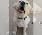 Small Photo #6 Labrador Retriever Puppy For Sale in PLANO, TX, USA