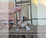 Puppy Penny Boxer