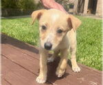 Small #1 Dutch Shepherd -Labrador Retriever Mix