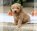 Small #4 Goldendoodle (Miniature)
