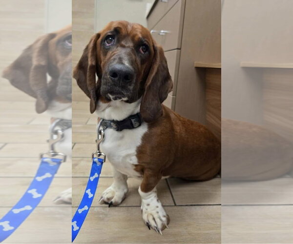 Medium Photo #3 Basset Hound Puppy For Sale in Brookville, OH, USA