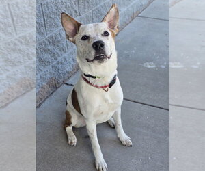 Mutt Dogs for adoption in Lakewood, CO, USA