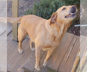 Golden Labrador Puppy for sale in MACON, GA, USA