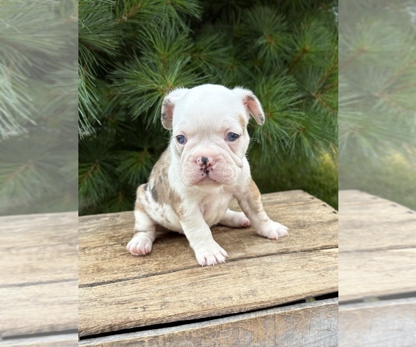 Medium Photo #2 French Bulldog Puppy For Sale in MIDDLEBURY, IN, USA