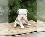 Small #1 French Bulldog